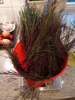 IMG 20230813 061436.jpg